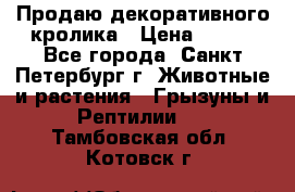 Продаю декоративного кролика › Цена ­ 500 - Все города, Санкт-Петербург г. Животные и растения » Грызуны и Рептилии   . Тамбовская обл.,Котовск г.